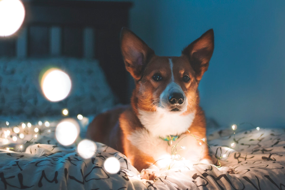 dog on bed
