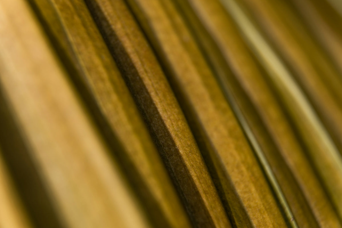 a close up view of a green leaf