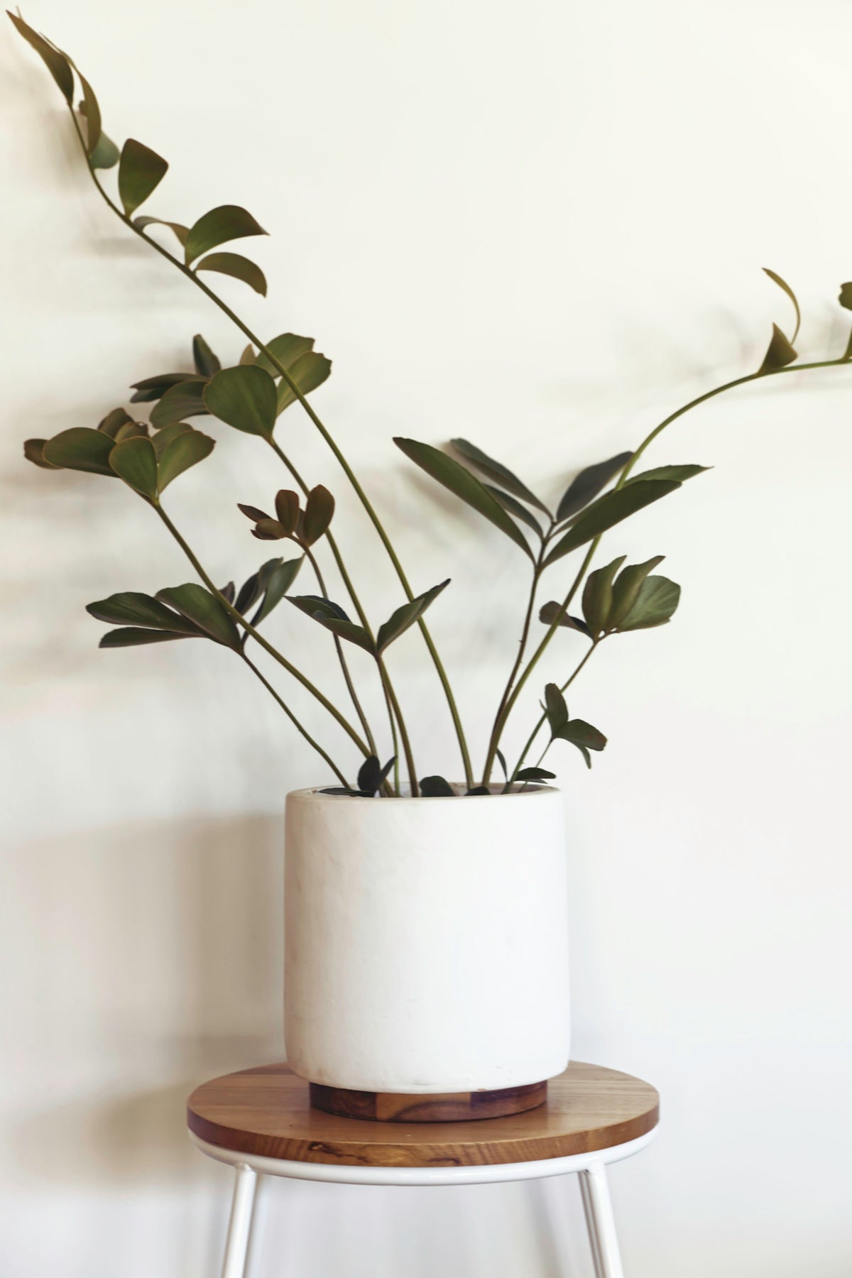 green plant on white ceramic pot