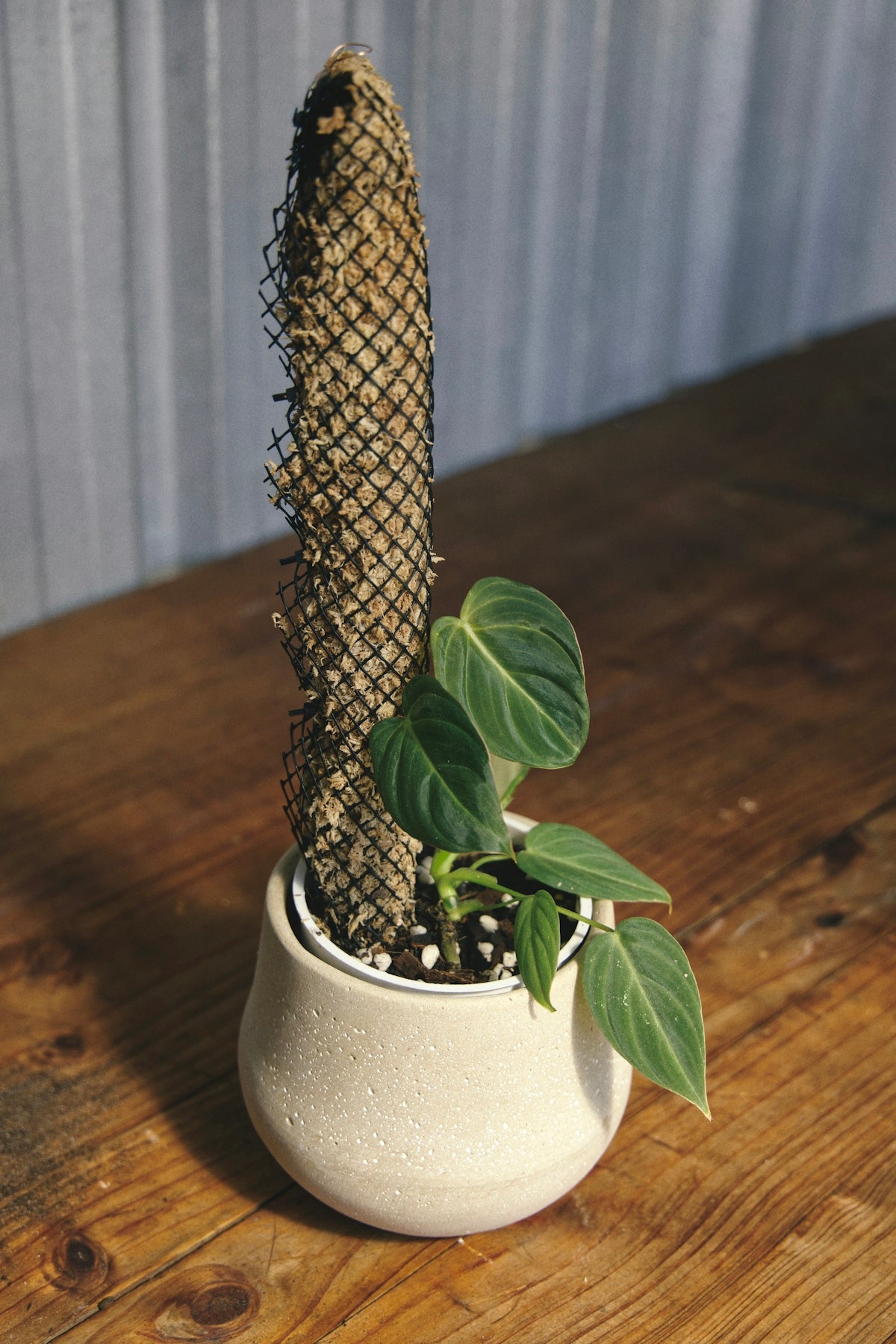 green plant on white ceramic pot