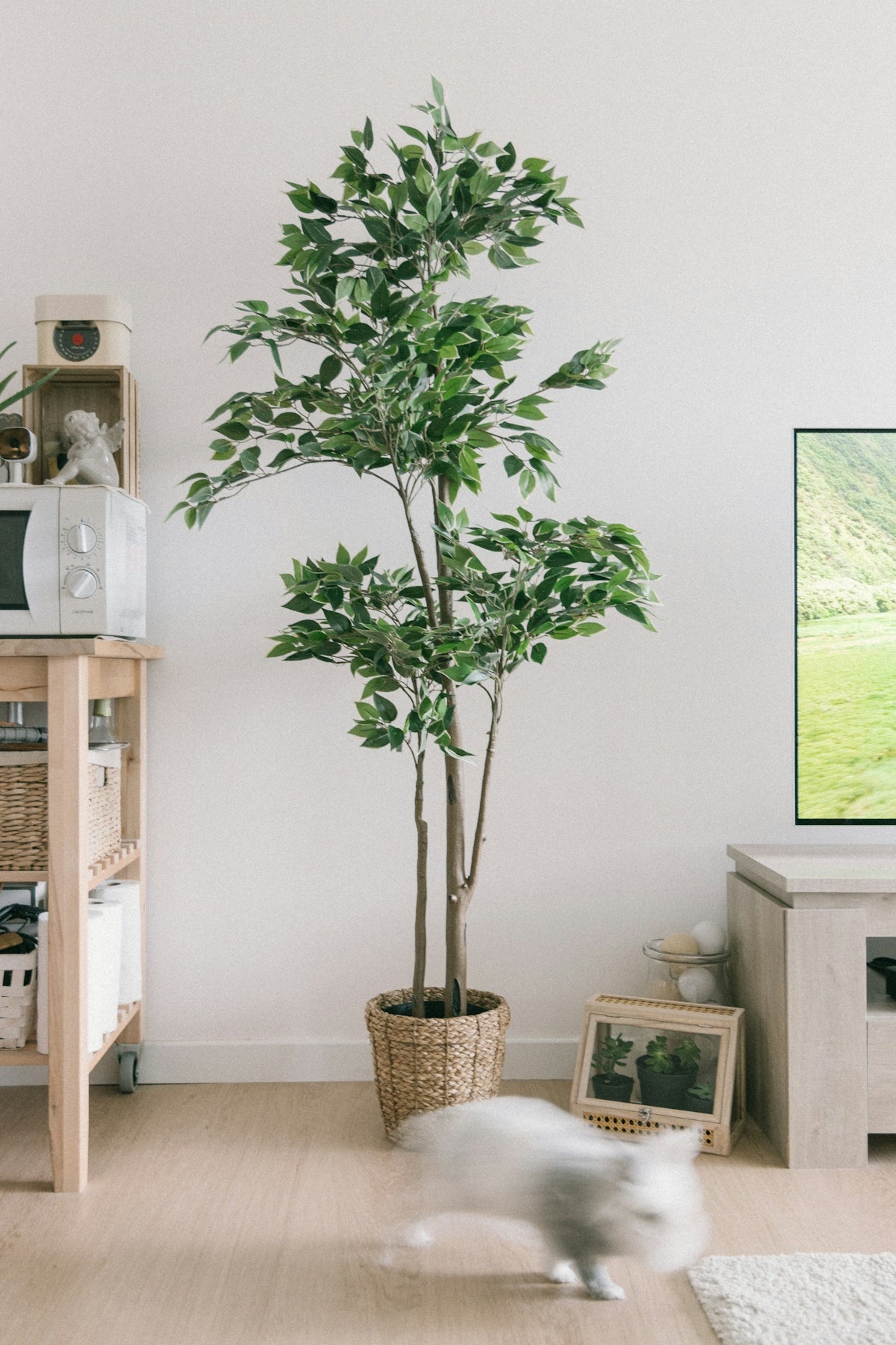 green plant on brown pot
