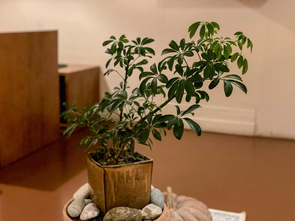 a potted plant sitting on top of a table