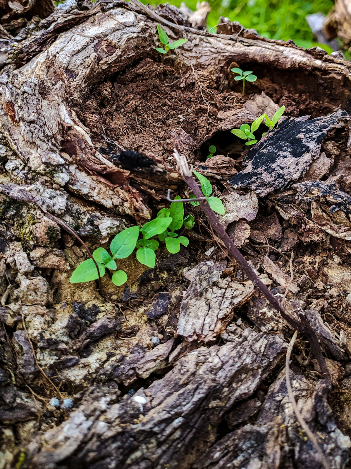 a small plant growing out of the bark of a tree