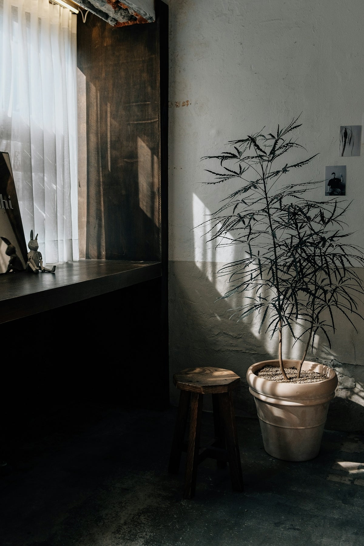 a potted plant sitting next to a window