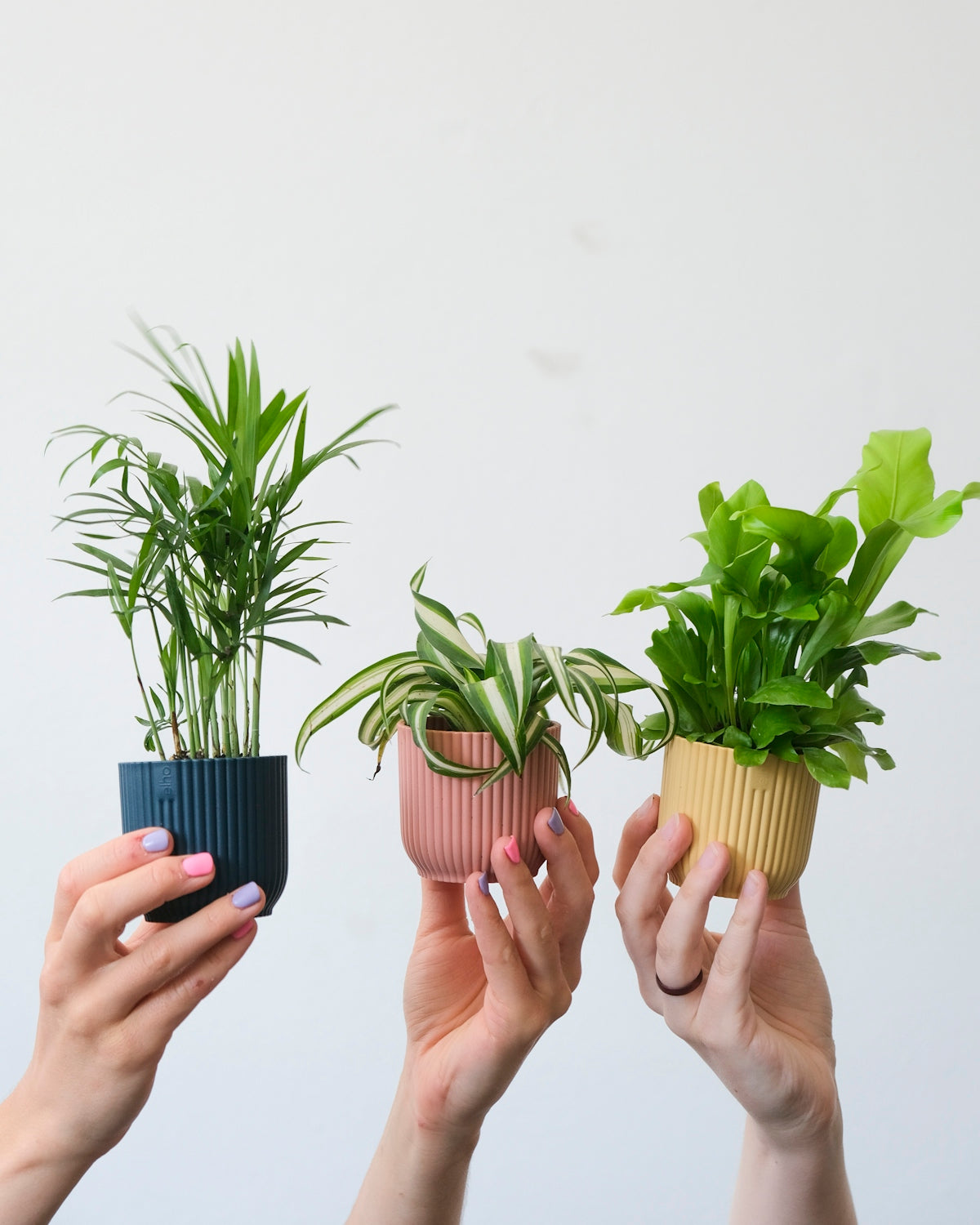 a group of hands holding plants