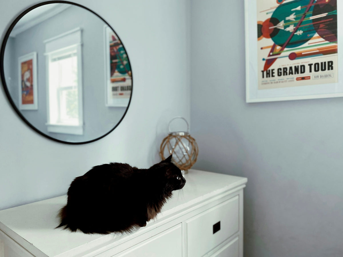a cat looking at a mirror
