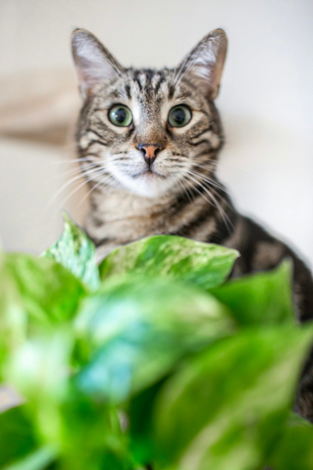 A cat sitting next to a green plant