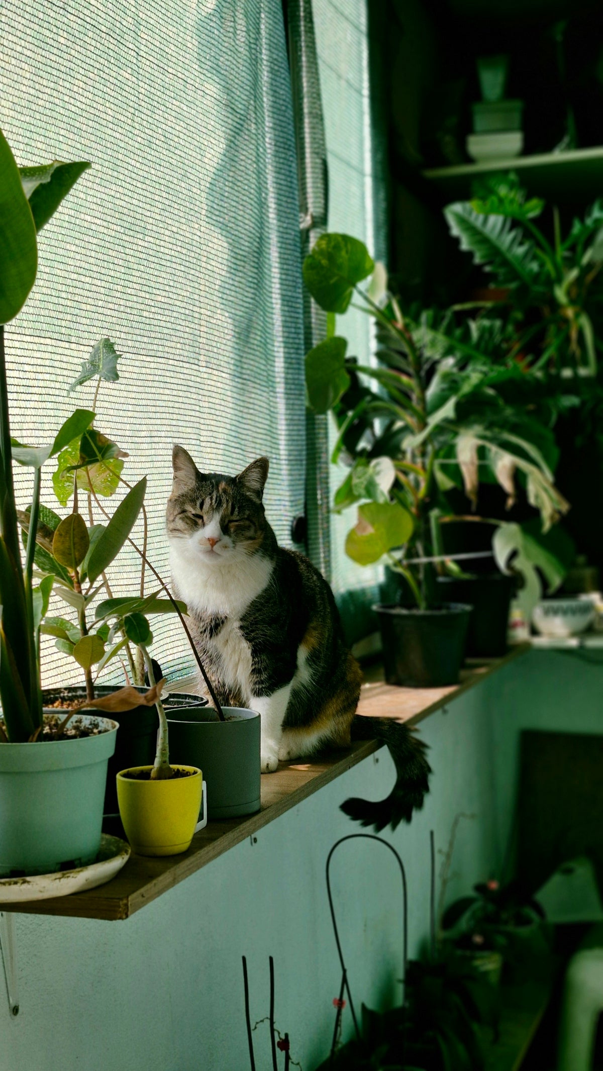 A cat sits amidst many plants.