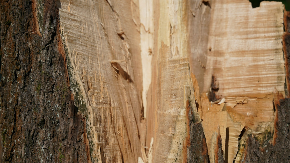 Close-up of a split tree trunk with rough bark