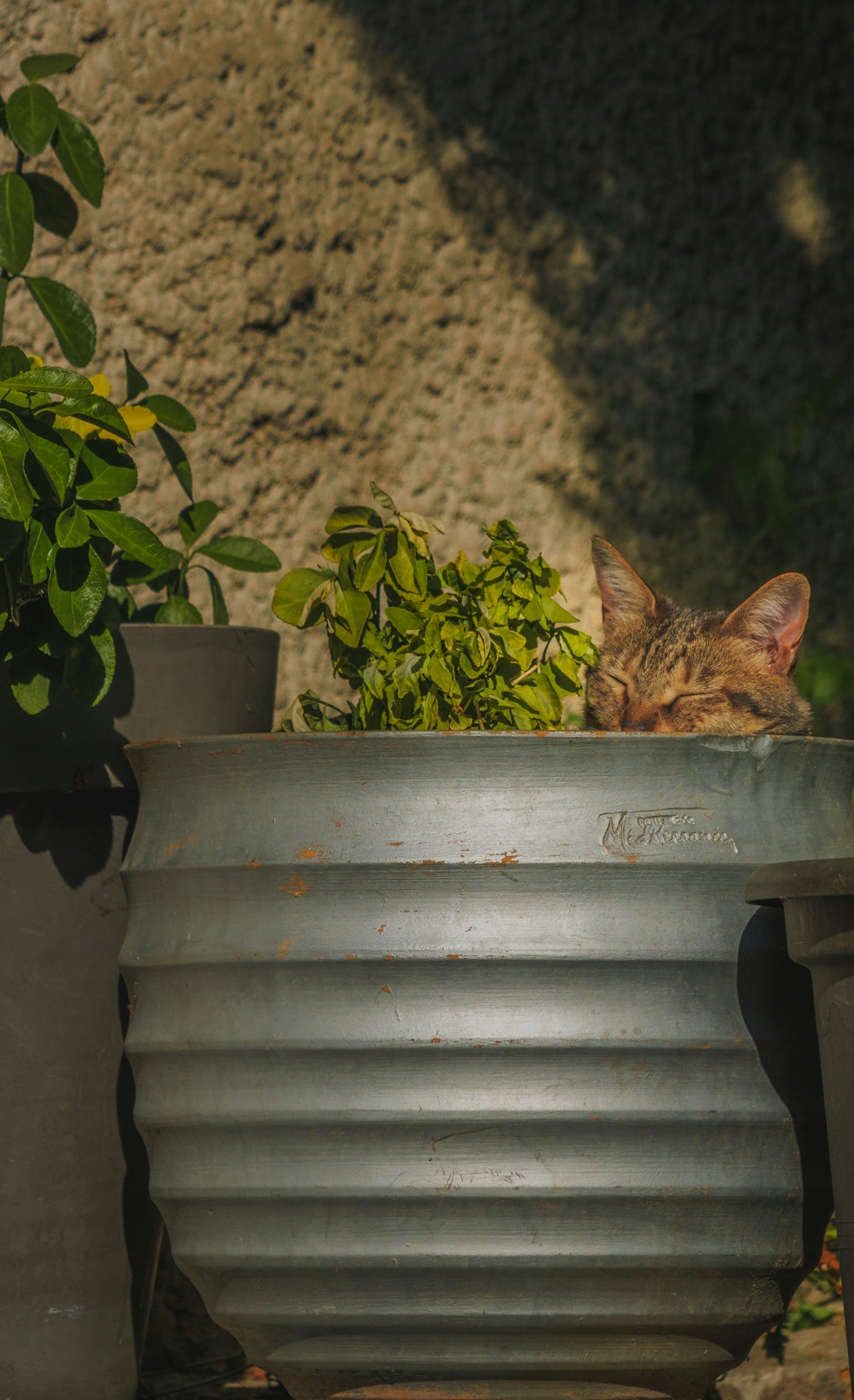 A tabby cat sleeps in a plant pot outdoors.