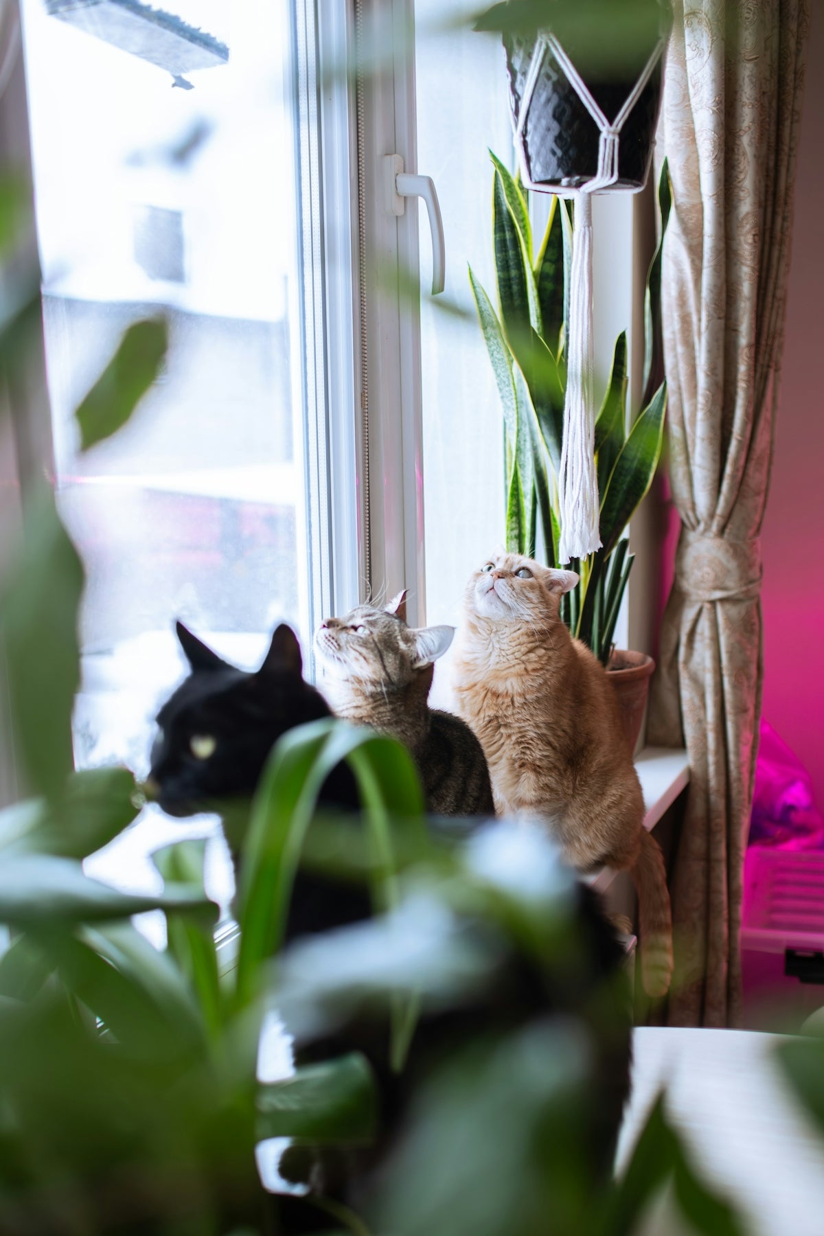 Three cats look out a window with plants.