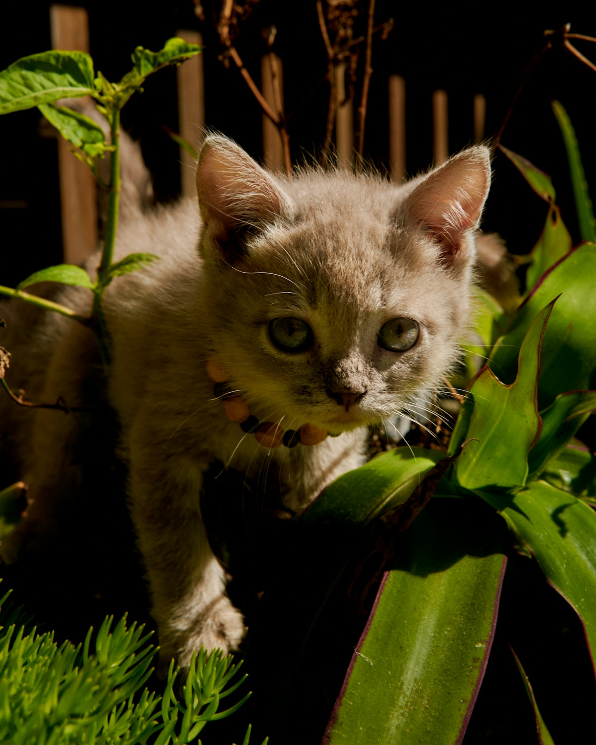 A small gray kitten peeks through green plants.