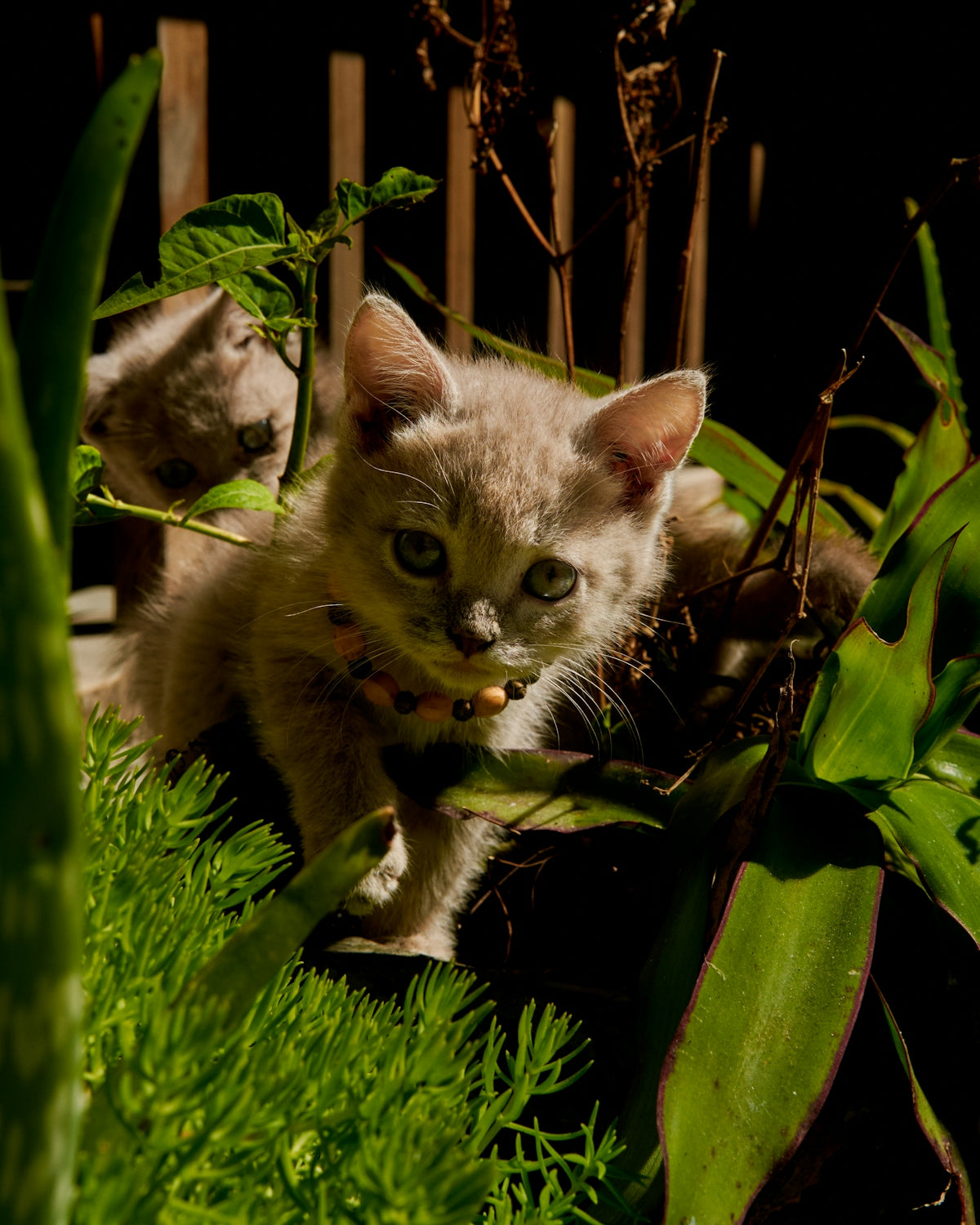 A small kitten peeking through lush green plants.