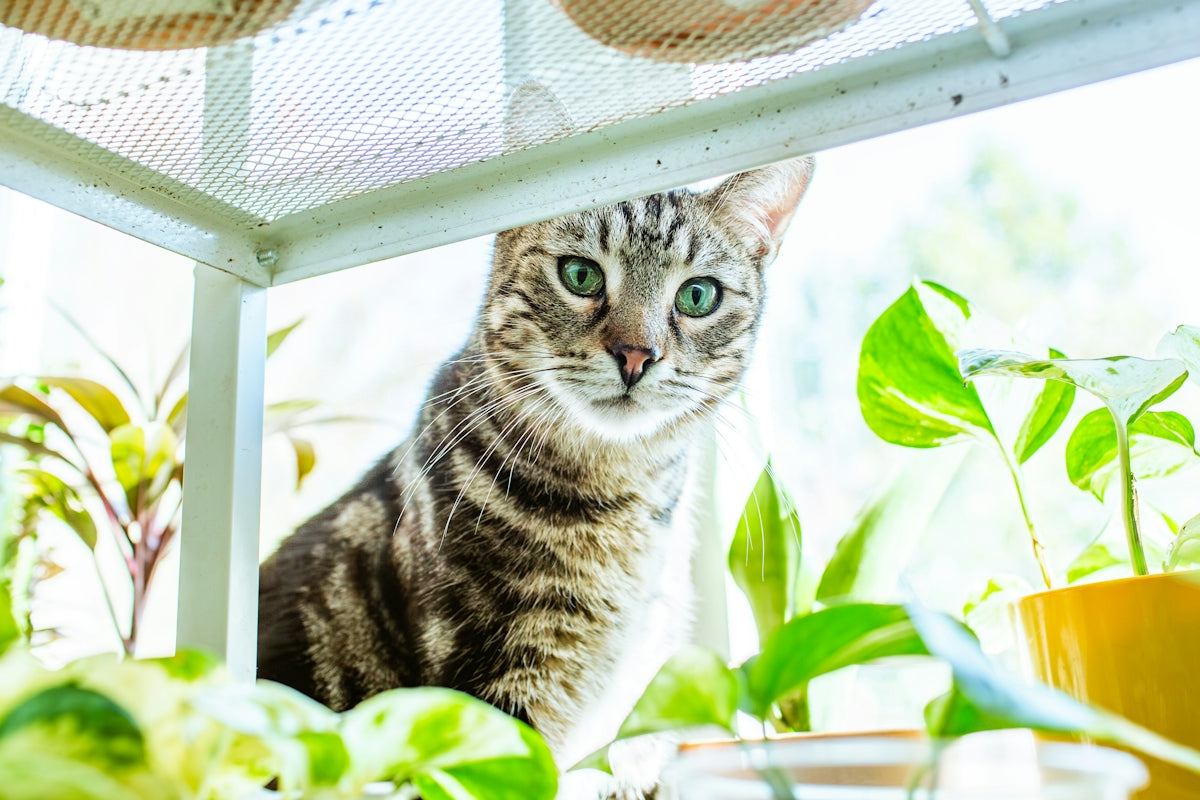 A curious tabby cat peeks through houseplants.