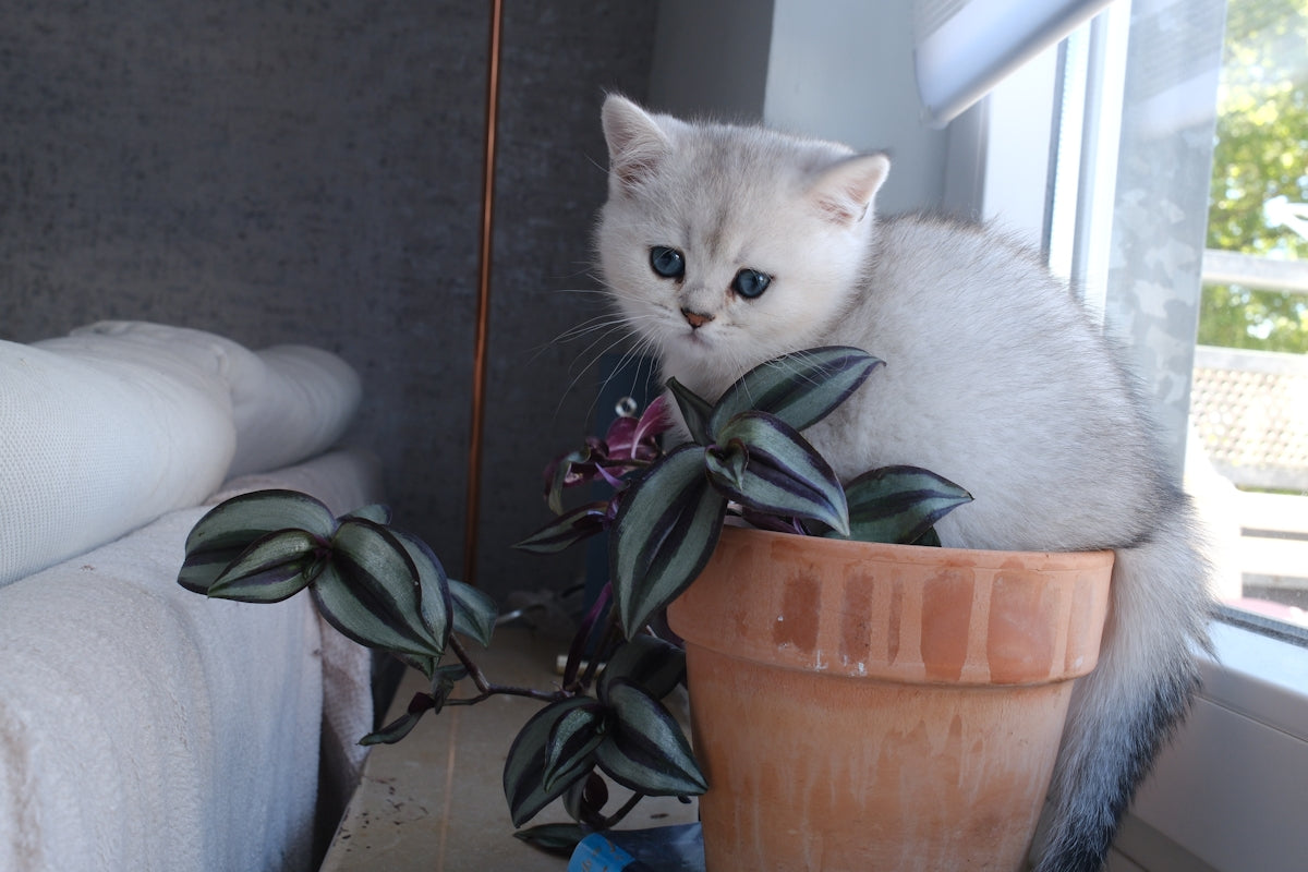 Fluffy white kitten sits in a potted plant.
